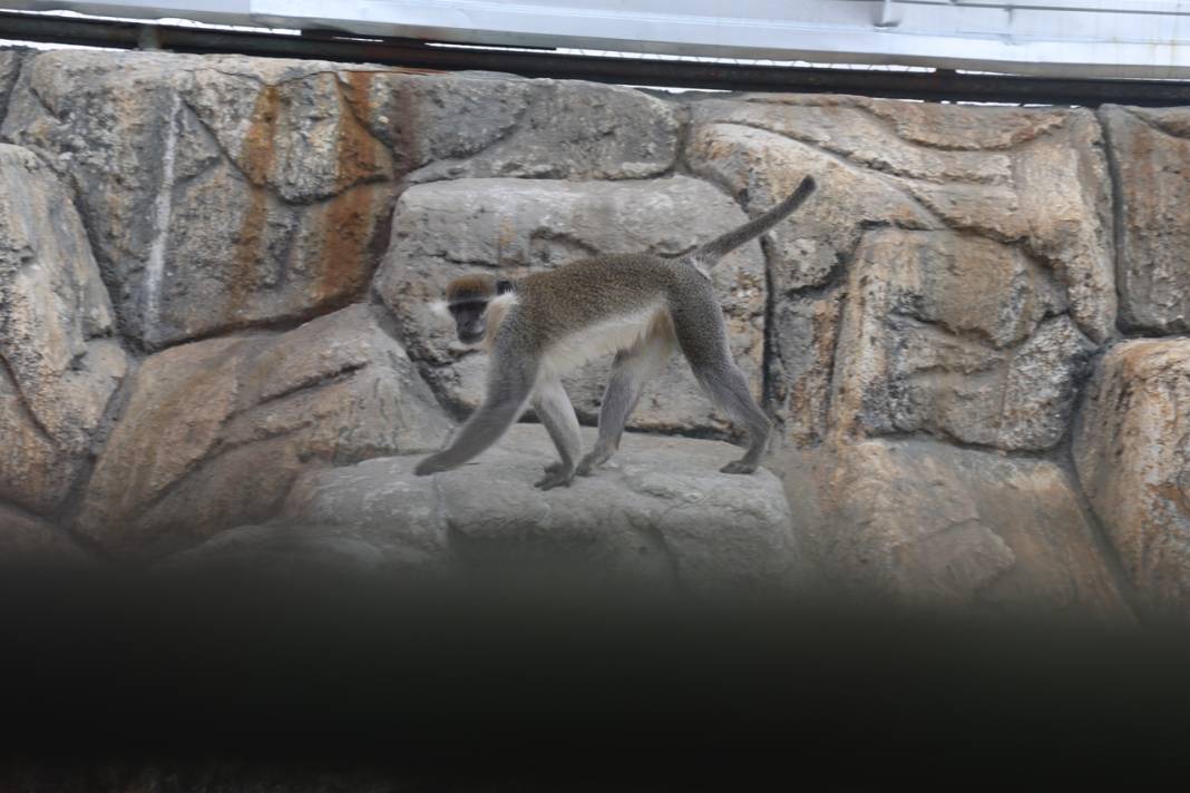 Firari Örümcek Maymunu Konya'daki hayvanat bahçesine getirildi 5